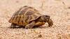 Hermann's Tortoise - Photo (c) petermclight, all rights reserved