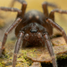 Spiny-legged Sac Spiders - Photo (c) Frederik Leck Fischer, all rights reserved, uploaded by Frederik Leck Fischer