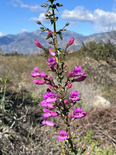 Showy Penstemon