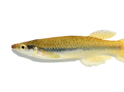 Blackspotted Topminnow