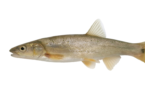 Umpqua Pikeminnow