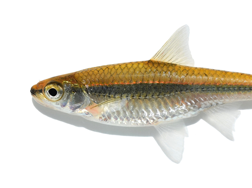Bigeye Shiner