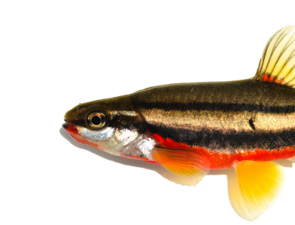 Southern Redbelly Dace (Chrosomus erythrogaster) · iNaturalist