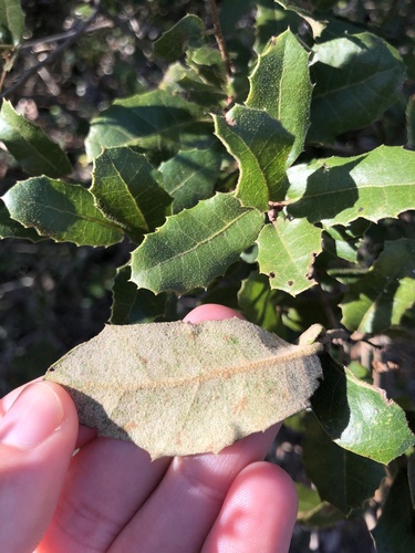 Downy-kermes Oak (Quercus airensis)