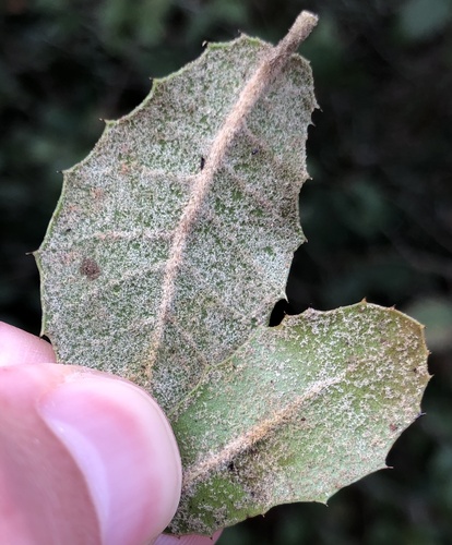 Downy-kermes Oak