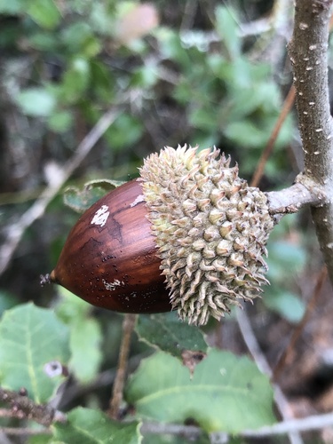 Downy-kermes Oak