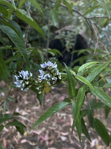 Yerba del té