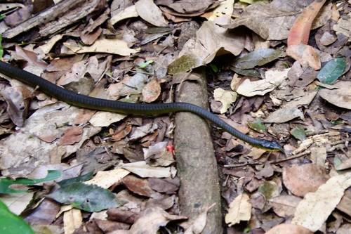 Common Tree Snake sighting