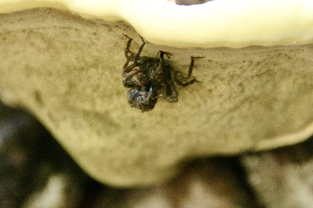 Crab Spiders from Tamborine Mountain QLD 4272, Australia on December 23