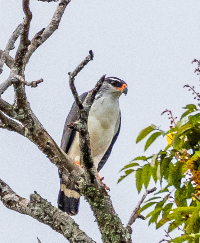White-browed Hawk photo