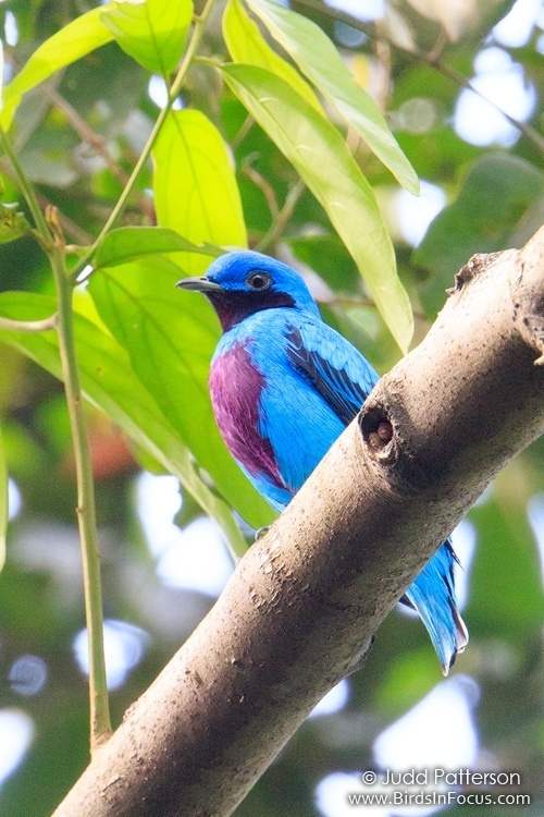 Lovely Cotinga photo