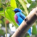 Lovely Cotinga - Photo (c) Judd Patterson, all rights reserved, uploaded by Judd Patterson