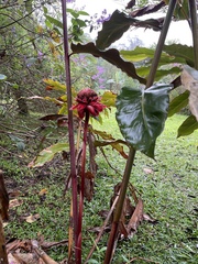 Etlingera elatior image