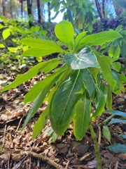 Impatiens sodenii image