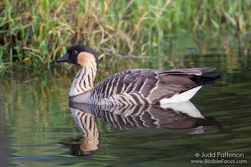 Hawaiian Goose