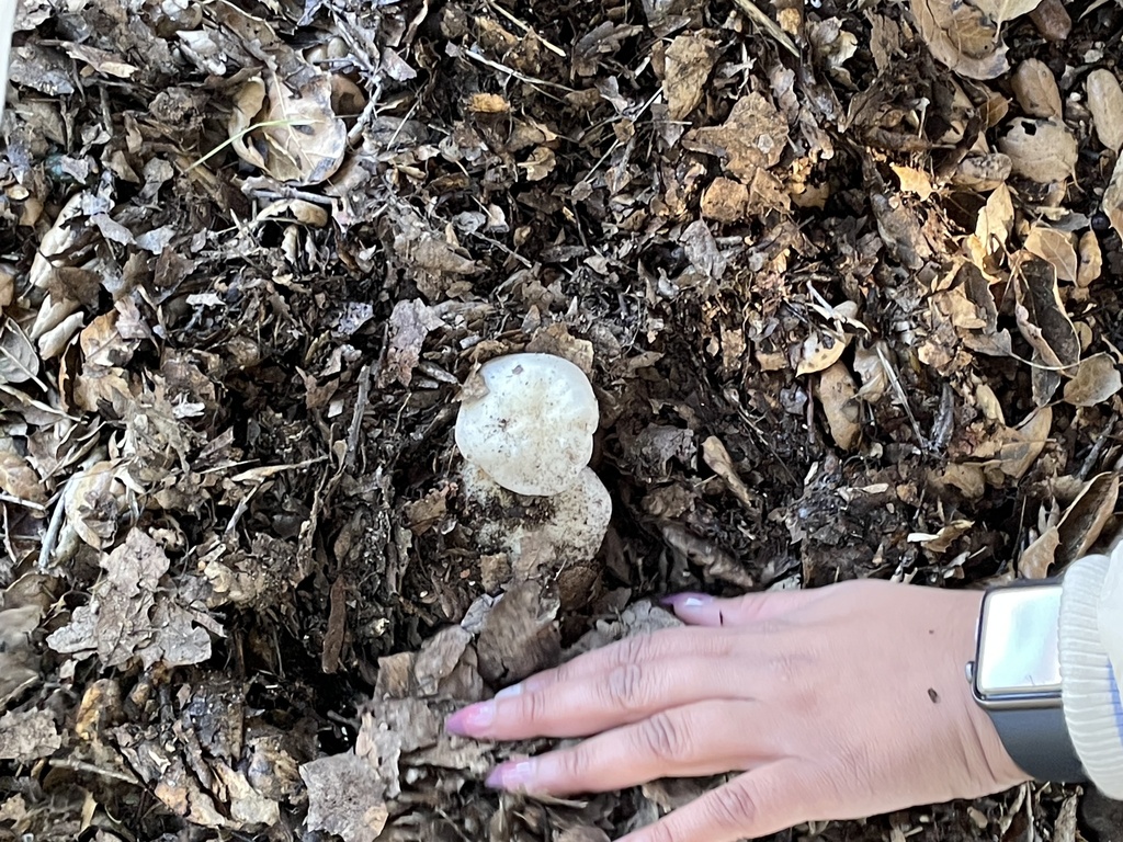 Bleachy Bleachy Entoloma from San Diego County, CA, USA on January 7, 2024 at ...
