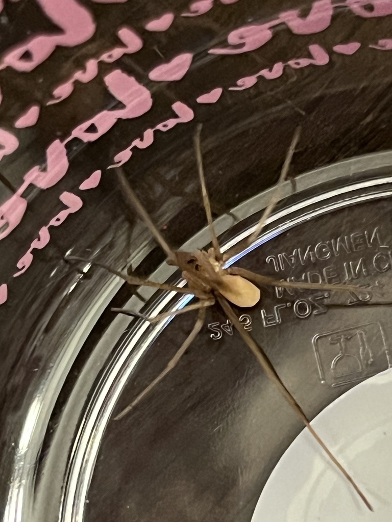 Typical Spiders from E 24th St, Yuma, AZ, US on January 7, 2024 at 06