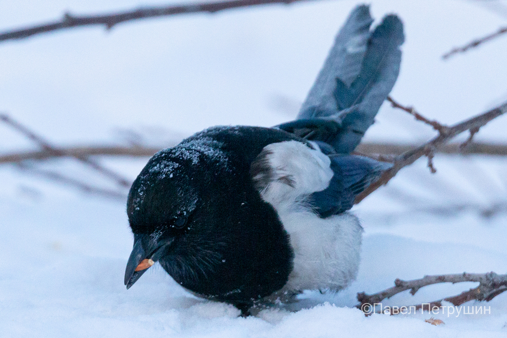 Oriental Magpie From   Large 