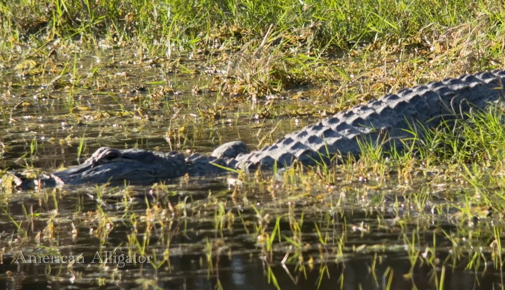 American Alligator From Escondido Lake Kingsville TX US On January 6   Large 