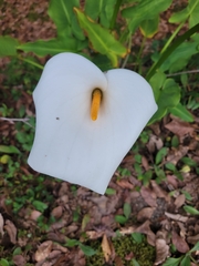 Zantedeschia aethiopica image