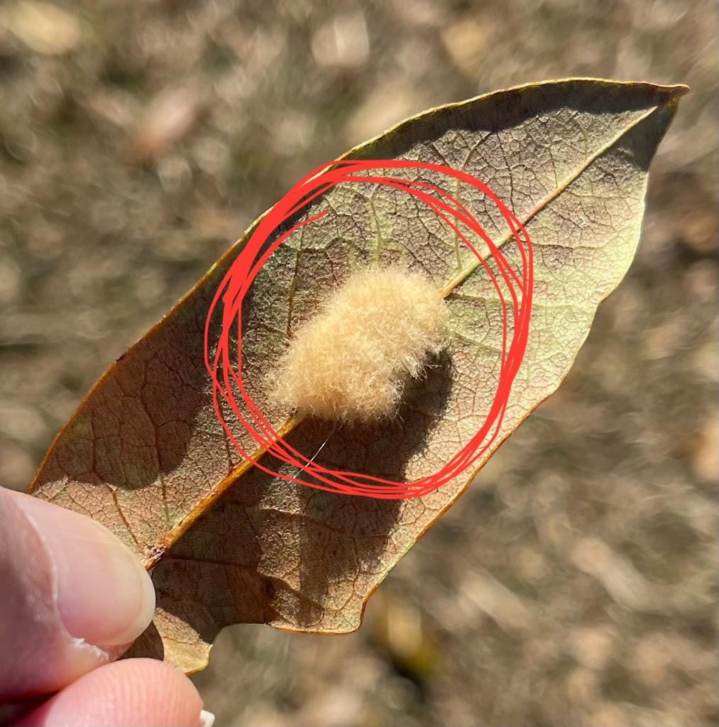 Insects from Dobbs Farm Rd, Kinston, NC, US on January 5, 2024 at 12:12 ...