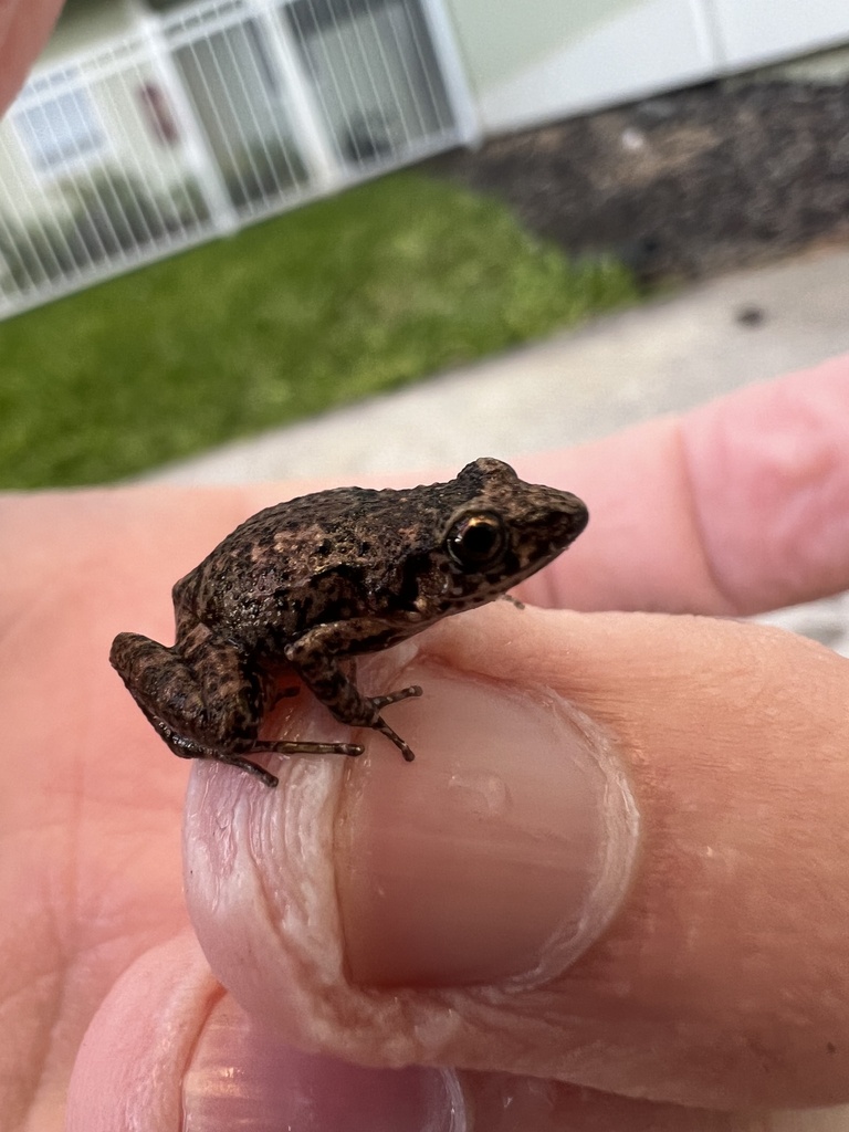 Greenhouse Frog from Hawaii County, USHI, US on January 7, 2024 at 0530 PM by Caleb Anderson