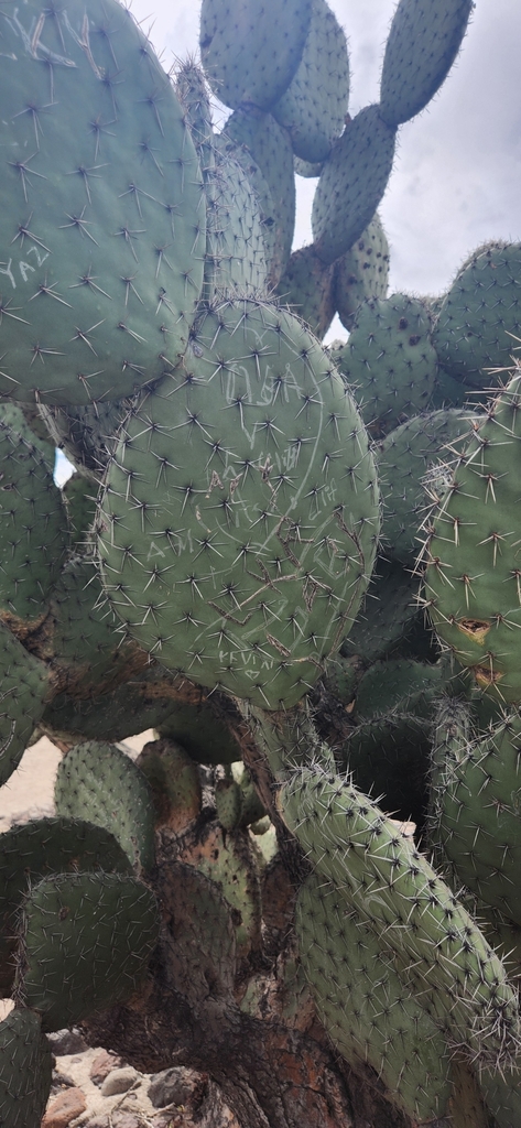 Opuntia streptacantha from 55825 State of Mexico, Mexico on January 7 ...