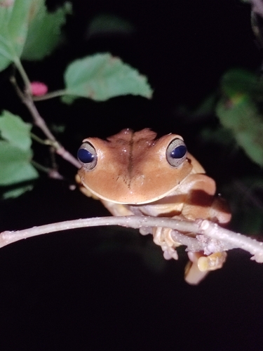 Blacksmith Tree Frog