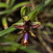Ophrys speculum regis-ferdinandii - Photo (c) Konstantinos Kalaentzis, כל הזכויות שמורות, הועלה על ידי Konstantinos Kalaentzis