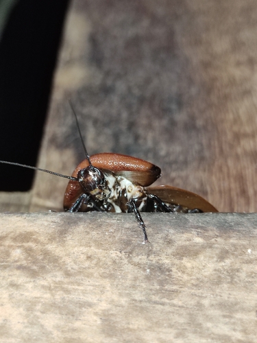 Petasodes dominicana