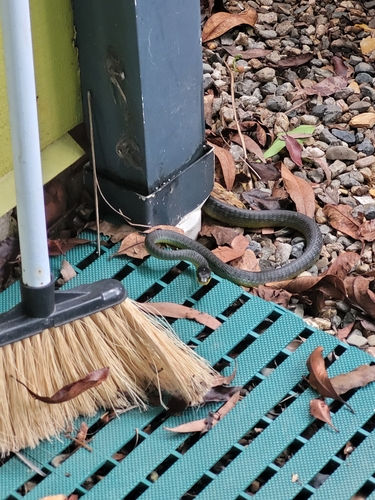 Common Tree Snake sighting
