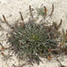 Plantago coronopus - Photo (c) mjcorreia, όλα τα δικαιώματα διατηρούνται, uploaded by mjcorreia
