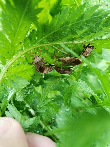 Dock Bug