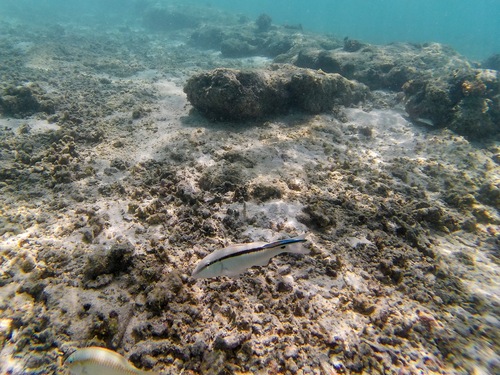 Dot-and-dash Goatfish — seen at this dive site