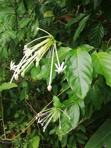 Posoqueria latifolia (Rudge) Schult.