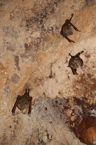 Commerson's Leaf-nosed Bat