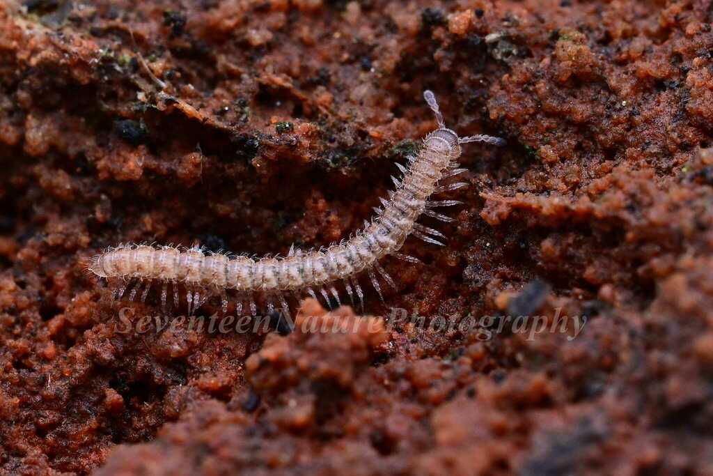 Flat-backed Millipedes from 中国江苏省南京市浦口区 on January 7, 2024 at 12:29 PM ...