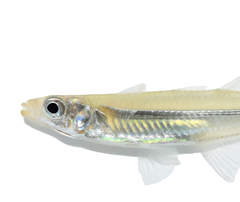 Silversides