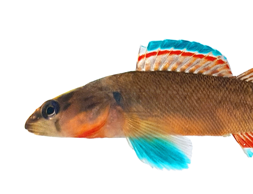 Orangebelly Darter