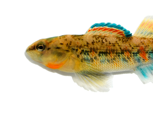 Orangethroat Darter