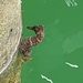 Observation photo