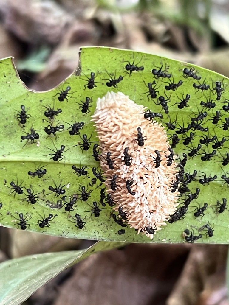 Winged and Once-winged Insects from Calle Guiones, Nicoya, Guanacaste