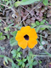 Thunbergia alata image