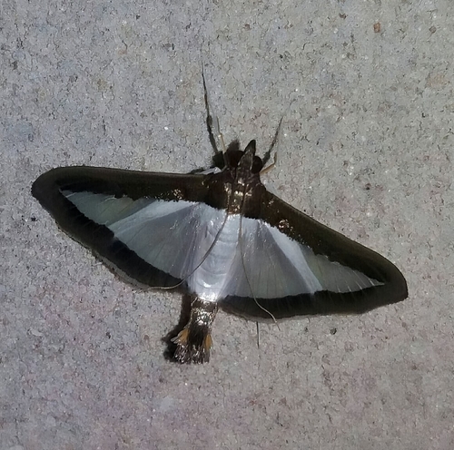 Cucumber Moth