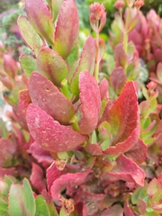 Kalanchoe blossfeldiana image