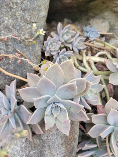 Graptopetalum paraguayense image