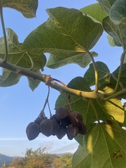 Jatropha curcas image