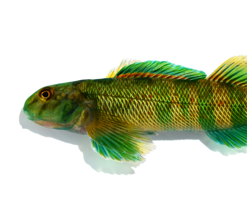 Greenside Darter