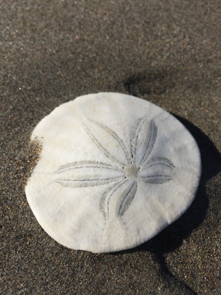 Eccentric Sand Dollar from North Pacific Ocean, San Francisco, CA, US ...