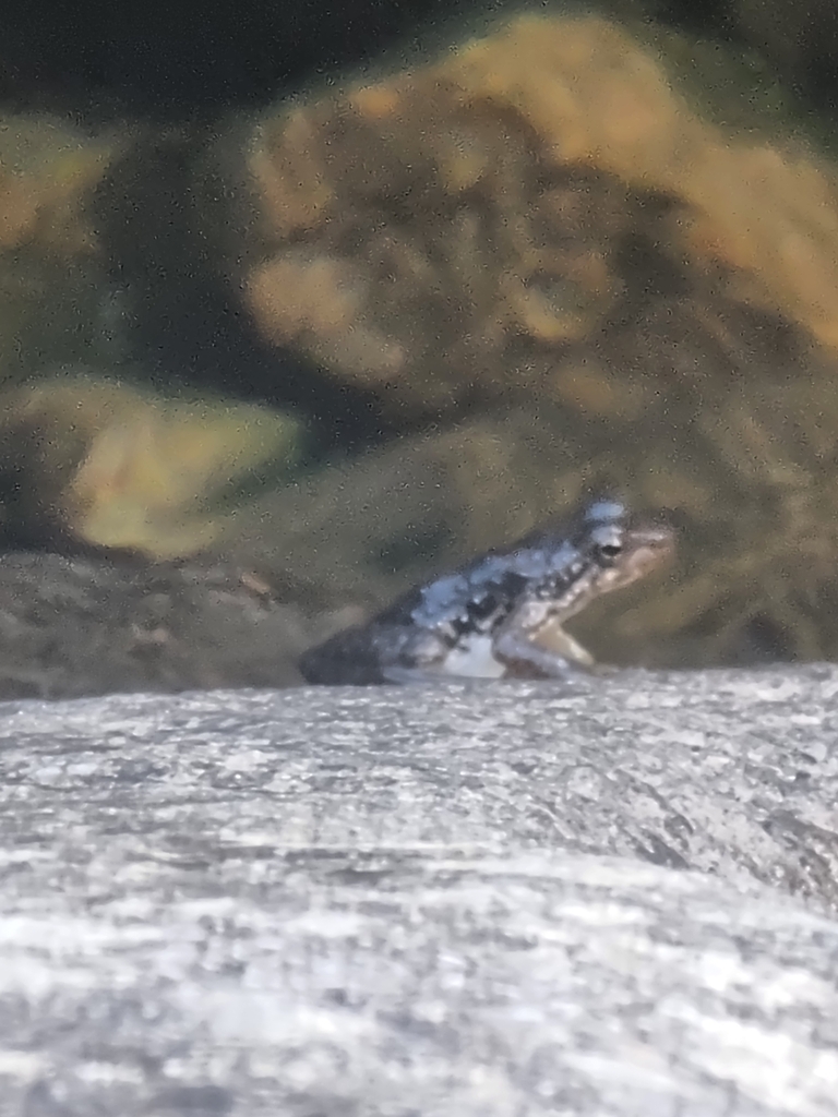 Eungella Day Frog in January 2024 by Serena Nielsen · iNaturalist